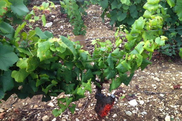 2,07 € par pied de vigne replanté après du bois noir ou de la flavescence dorée