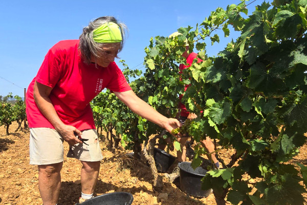 Coup d’envoi des vendanges 2024 en France