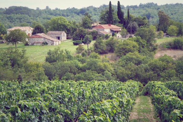 Une demi-vendange pour les vignerons les plus chanceux à Cahors