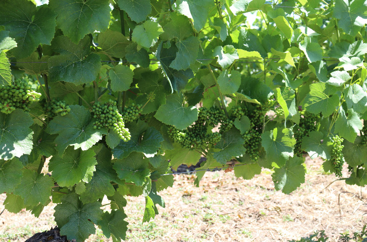Des vignes en avance, sans l’ombre de maladies ou presque