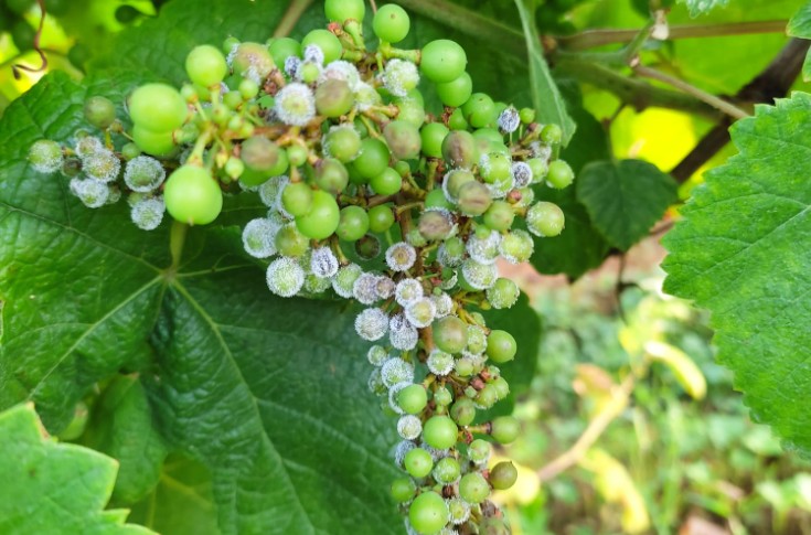 Les vignes décrochent sous la pression mildiou à Irouléguy