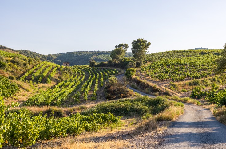 Un millésime piégeux pour les vignerons de l’Hérault