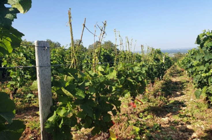 Déshabiller la vigne des rameaux aux grappes pour la soulager du manque d’eau