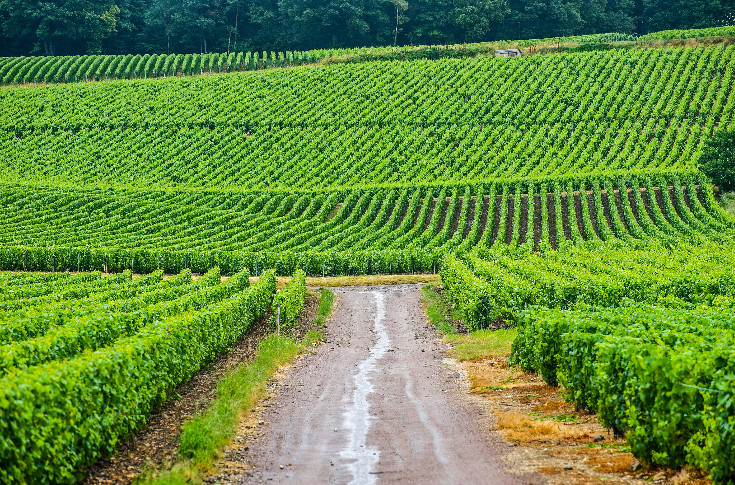 Des vendanges en Champagne dès août, 2025 à l’opposé de 2024