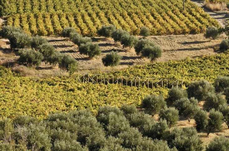 Arracher la vigne pour planter de l’olivier ? Une mauvaise idée