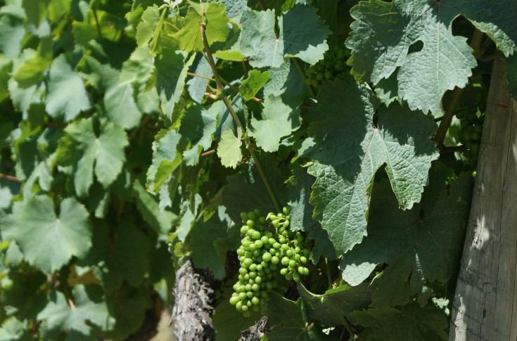 Jusqu'ici tout va bien pour les vignes d'Anjou Saumur