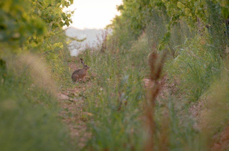 Des lapins font mourir des vignes en 3 ans