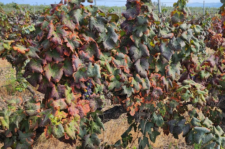 Les vignes corses espèrent échapper au lance-flammes de la cicadelle africaine