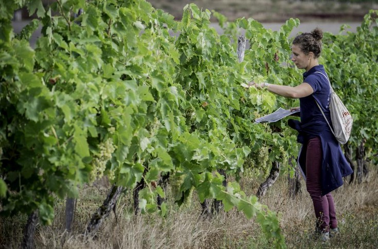 Tout comprendre de la nouvelle stratégie d’enrayement de la flavescence dorée sur la vignoble charentais