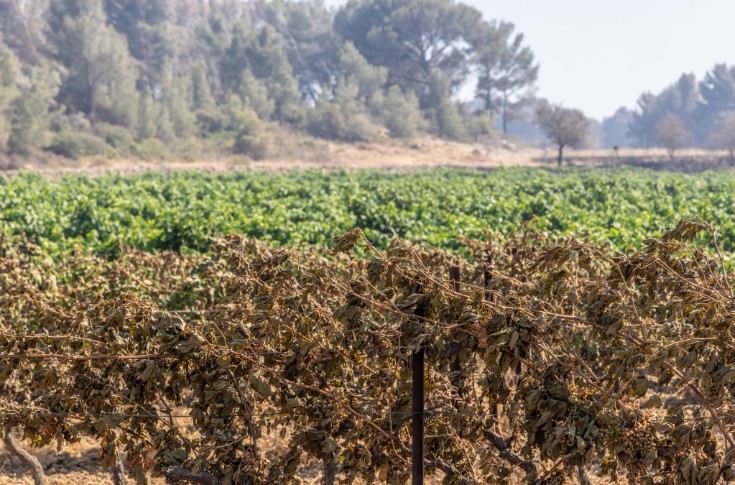 Le vignoble languedocien meurtri par les incendies