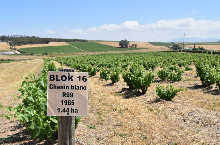 Les vignerons français croient dans le chenin, +900 ha en 15 ans