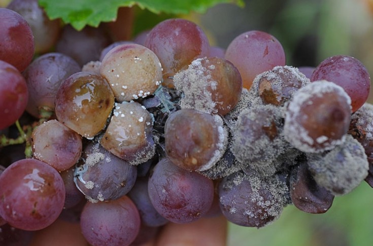 La vigne plutôt bien armée contre Botrytis cette année