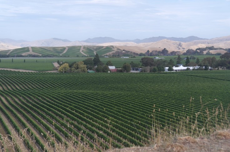 Vendanges et stocks de rouges en hausse en Australie où 