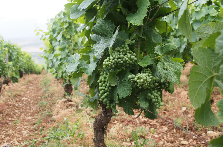 Vendange précoce mais pas pléthorique pour les vins de Bourgogne