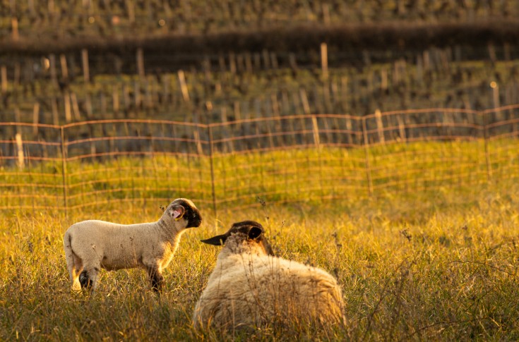 Des troupeaux dans les vignes arrachées pour contrer les incendies