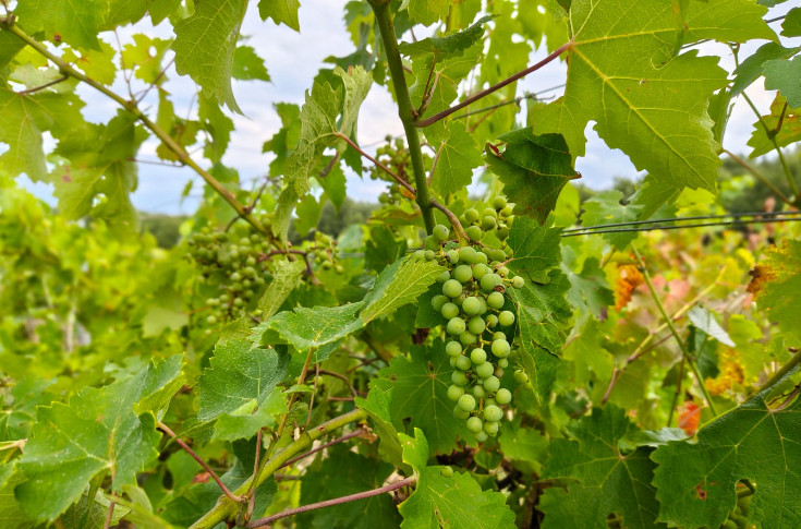 Black-rot et mildiou mettent sous pression les vignerons