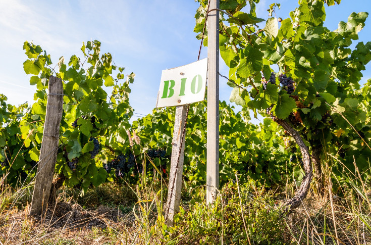 Les phosphonates incompatibles avec les vignes bio pour 8 experts européens sur 10