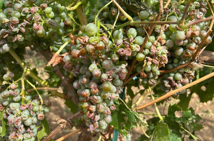 300 ha de vignes grêlées, 