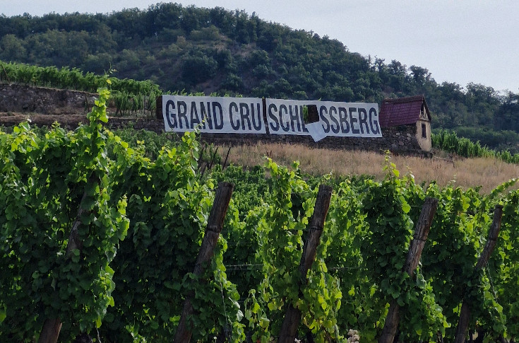 Vandalisme contre un grand cru alsacien : 