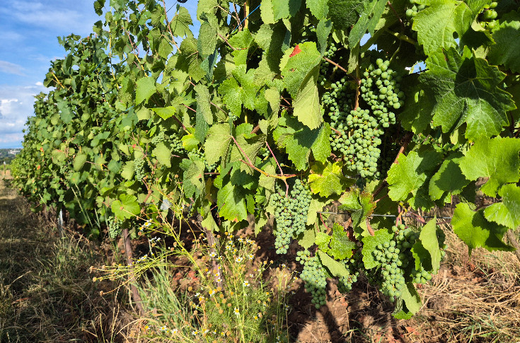 Pourquoi les vins alsaciens voient leurs rendements en baisse tendancielle chronique