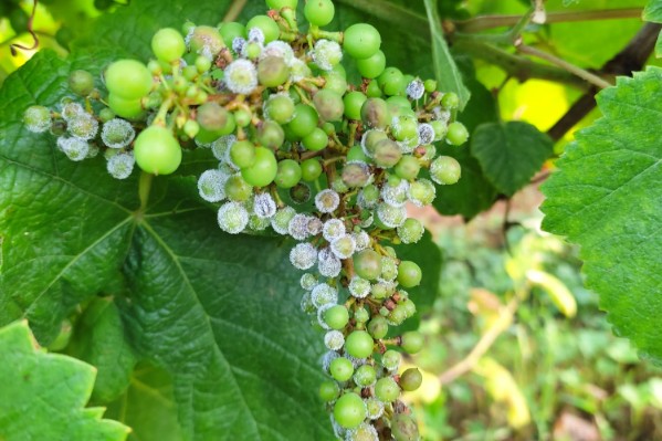 Les vignes décrochent sous la pression mildiou à Irouléguy