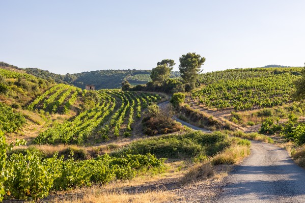 Un millésime piégeux pour les vignerons de l’Hérault