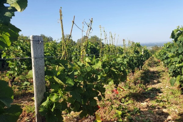 Déshabiller la vigne des rameaux aux grappes pour la soulager du manque d’eau