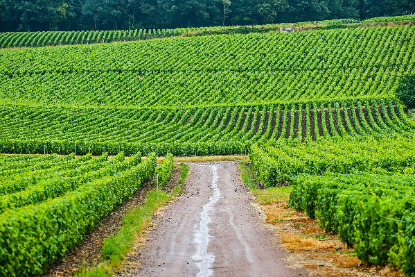 Des vendanges en Champagne dès août, 2025 à l’opposé de 2024