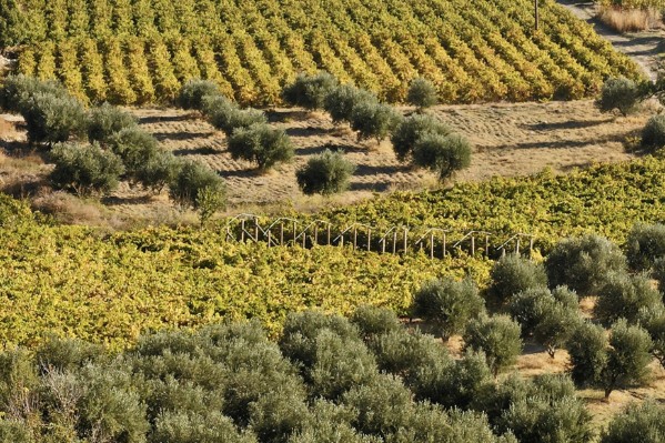 Arracher la vigne pour planter de l’olivier ? Une mauvaise idée
