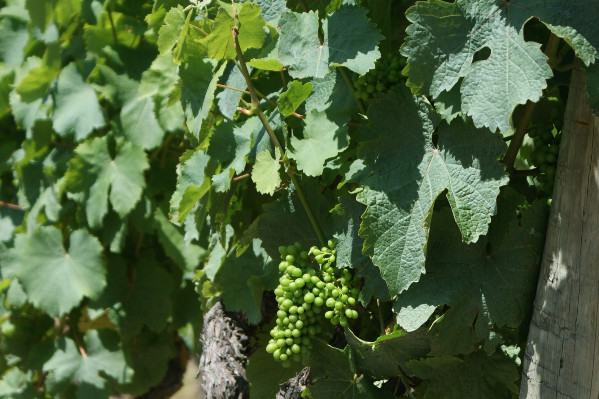 Jusqu'ici tout va bien pour les vignes d'Anjou Saumur