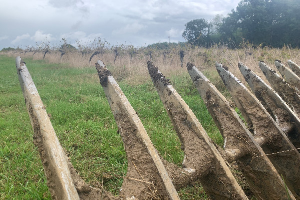 Encore 5 500 ha de vignes à arracher à Bordeaux, a minima, pour 600 viticulteurs en difficulté