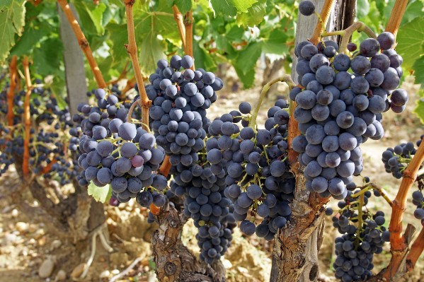 Combien de vendange allez-vous vraiment rentrer cette année ?