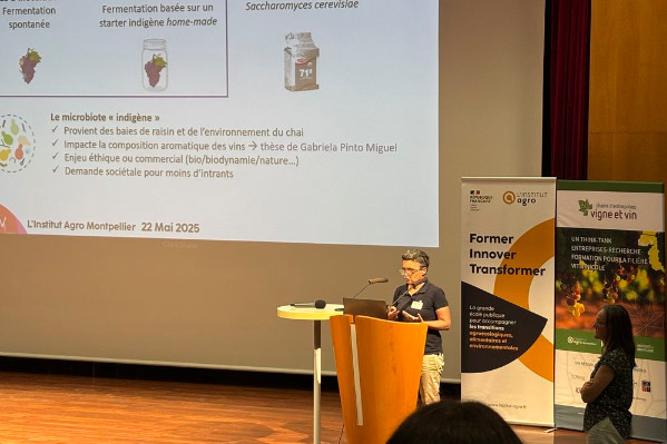 Les traitements au cuivre ont un impact limité sur la flore microbienne des raisins