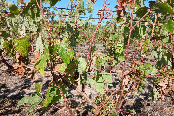 Des centaines d’hectares de vignes frappées par la grêle