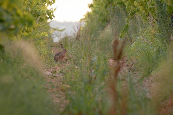 Des lapins font mourir des vignes en 3 ans