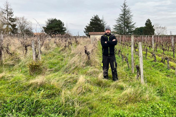 'Cultiver sans récolter était devenu une hérésie' Ces vignerons arrachent des vignes pour mieux rebondir