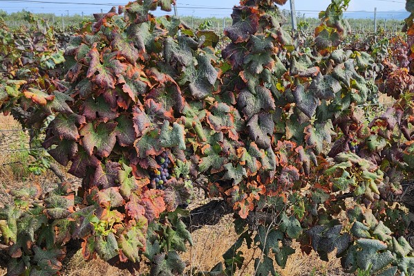 Les vignes corses espèrent échapper au lance-flammes de la cicadelle africaine