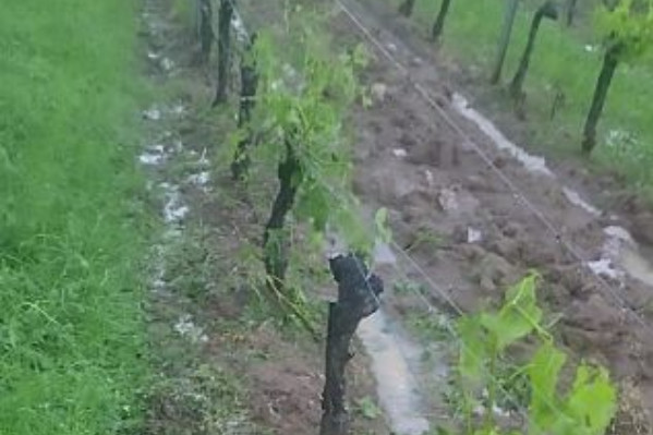 70 000 € tombent du ciel pour protéger les vignes bordelaises de la grêle