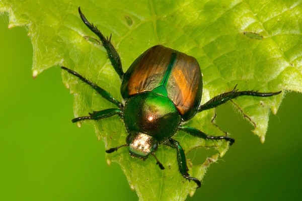Le scarabée japonais débarque en Alsace à deux pas des vignobles