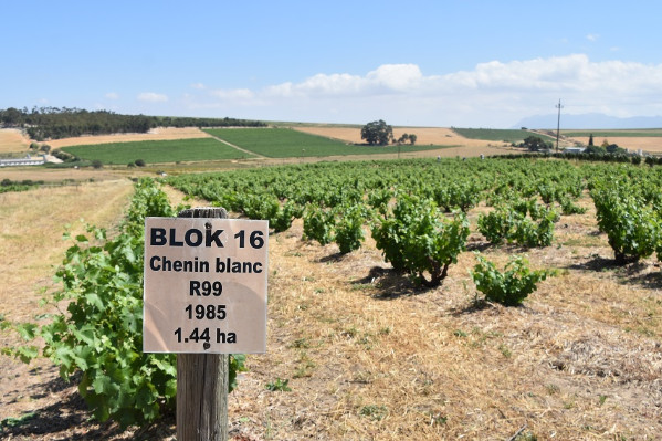 Les vignerons français croient dans le chenin, +900 ha en 15 ans