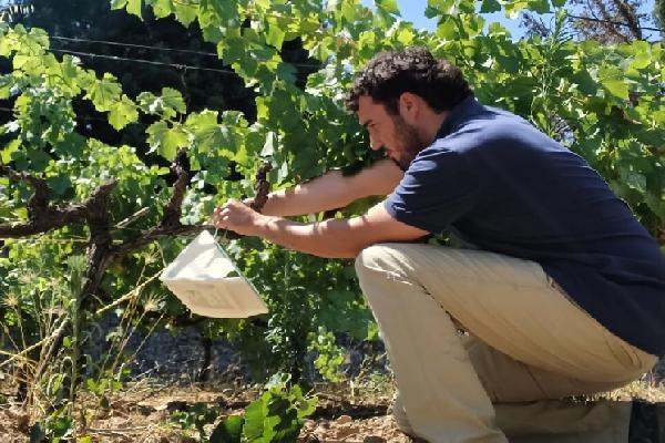 Des centaines de pièges pour anticiper les attaques de cryptoblabes dans les vignes