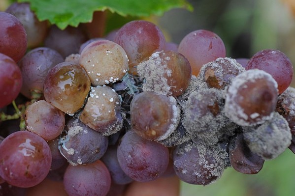 La vigne plutôt bien armée contre Botrytis cette année