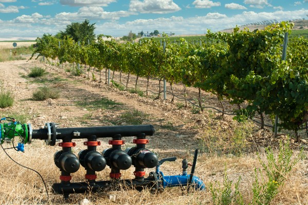 5 minutes pour connaître le statut hydrique de ses vignes
