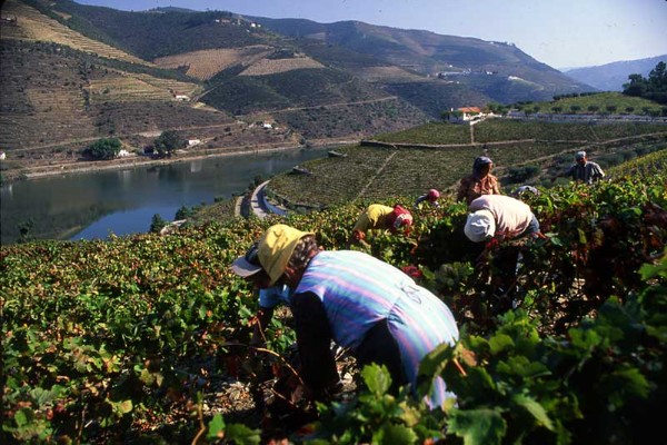 Les vignerons portugais en crise et en colère