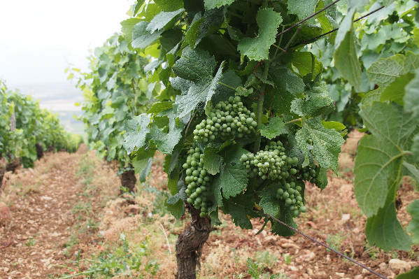 Vendange précoce mais pas pléthorique pour les vins de Bourgogne
