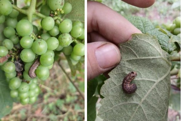 'Jusqu’à 100 % des feuilles mangées' : des chenilles attaquent les vignes pyrénéennes