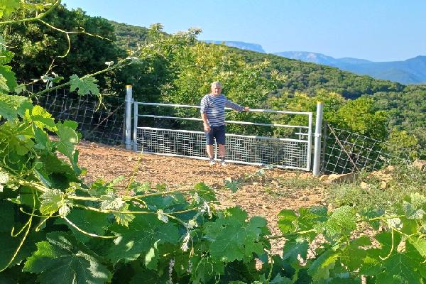'C'est devenu invivable' Le ras-le-bol des vignerons face aux sangliers qui déciment leurs parcelles, mangent les raisins...