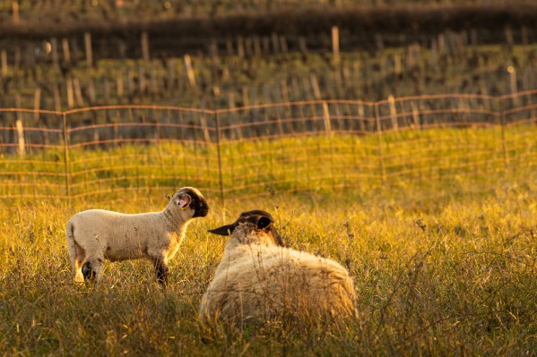 Des troupeaux dans les vignes arrachées pour contrer les incendies