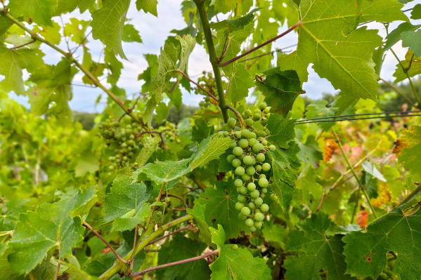 Black-rot et mildiou mettent sous pression les vignerons