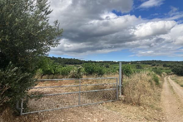 Lassés de voir leurs vignes saccagées par les sangliers, neuf vignerons héraultais se sont unis pour installer un grillage ultra résistant
